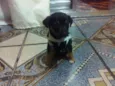 Mickey