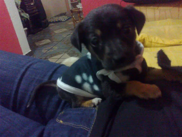 Cachorro ra a Indefinida idade 2 a 6 meses nome Mickey