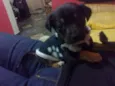 Mickey