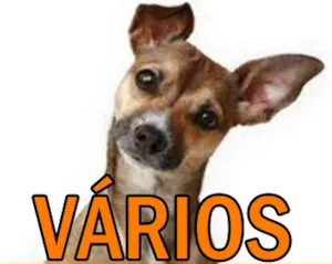 Cachorro raça Mix idade  nome Vários Fica Cãomigo