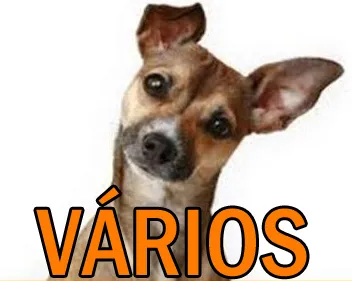Cachorro ra a Mix idade nome Vários Fica Cãomigo