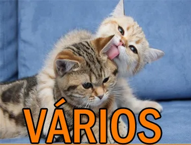 Gato ra a Mix idade nome Vários Fica Cãomigo