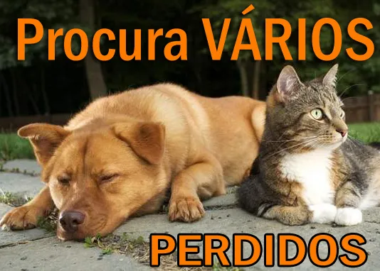 Cachorro ra a Diversas idade  nome Vários FicaCaomigo