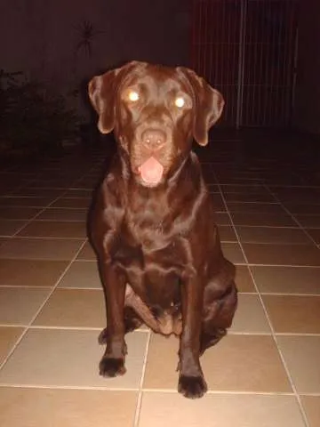 Cachorro ra a Labrador idade 4 anos nome Mel