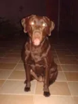 Mel