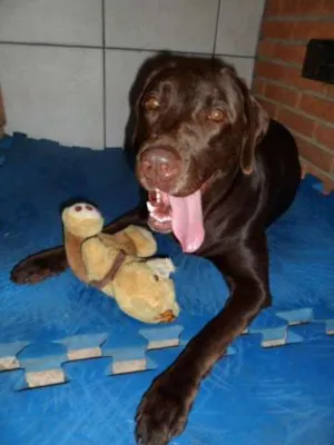 Cachorro raça Labrador idade 4 anos nome Mel