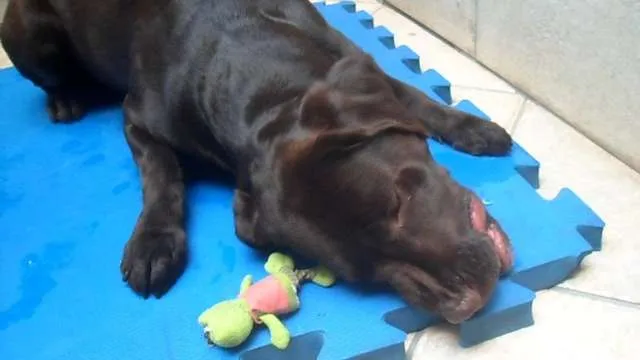 Cachorro ra a Labrador idade 4 anos nome Mel