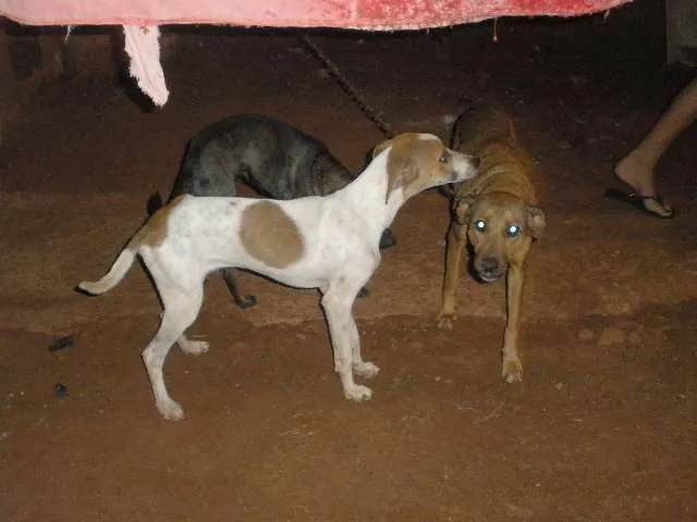 Cachorro ra a SRD idade 1 ano nome SEM NOME