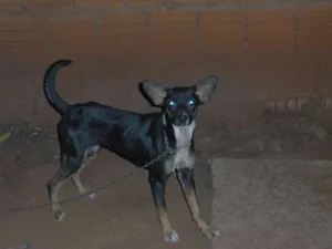 Cachorro raça SRD idade 1 ano nome SEM NOME
