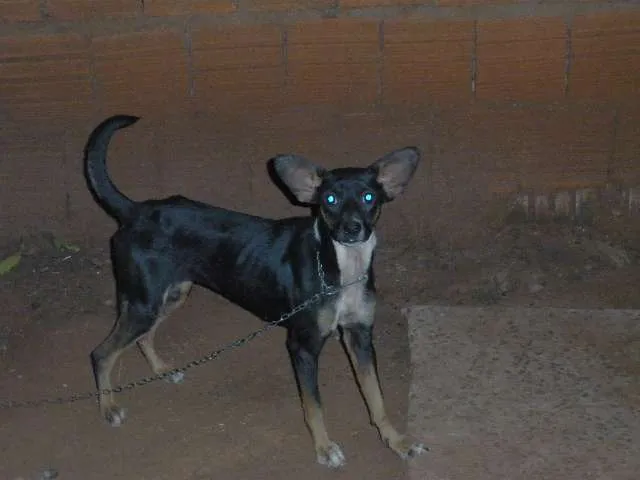 Cachorro ra a SRD idade 1 ano nome SEM NOME