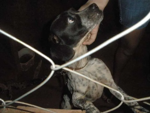 Cachorro ra a SRD idade 1 ano nome SEM NOME