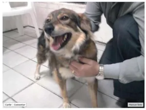 Cachorro raça SRD idade 2 anos nome Não sei