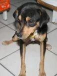 MEIGO CARINHOSO