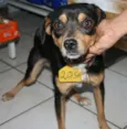 MEIGO CARINHOSO
