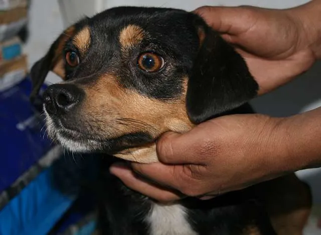 Cachorro ra a Mix idade  nome MEIGO CARINHOSO