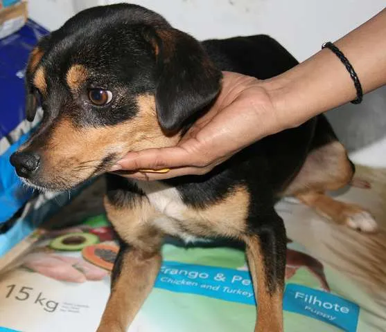 Cachorro ra a Mix idade  nome MEIGO CARINHOSO