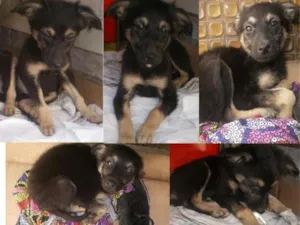 Cachorro raça Vira Lata idade Abaixo de 2 meses nome Batman