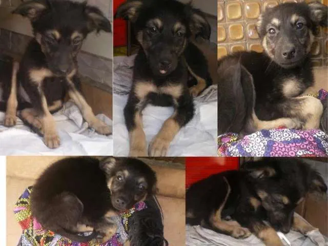 Cachorro ra a Vira Lata idade Abaixo de 2 meses nome Batman