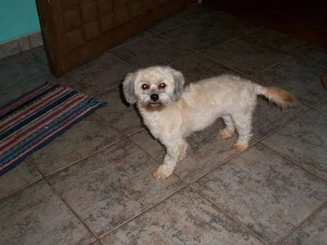 Cachorro ra a POODEL COM PIQUENÊS idade 1 ano nome SUZY GRATIFICA