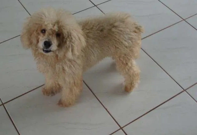 Cachorro ra a Poodle idade 2 anos nome ENCONTRADO