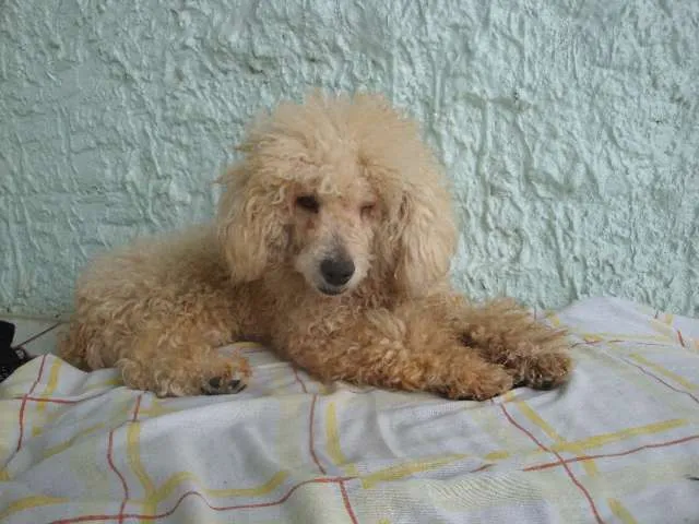 Cachorro ra a Poodle idade 2 anos nome ENCONTRADO