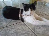 Gato ra a SRD idade 1 ano nome SURI GRATIFICA