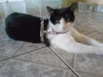 SURI GRATIFICA
