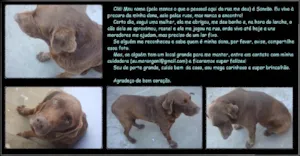 Cachorro raça Labrador idade 1 ano nome Sansão