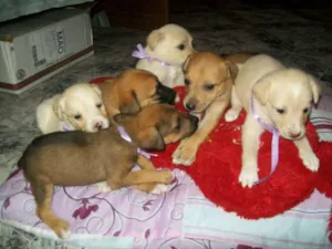Cachorro raça sem finalidade idade Abaixo de 2 meses nome ainda nao tem nomes