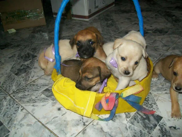 Cachorro raça sem finalidade idade Abaixo de 2 meses nome ainda nao tem nomes