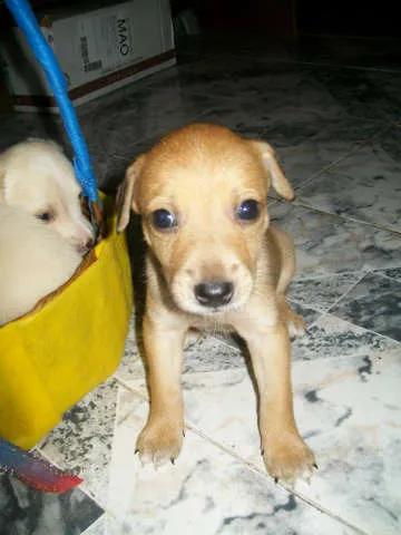 Cachorro raça sem finalidade idade Abaixo de 2 meses nome ainda nao tem nomes