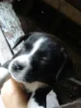 abandonados