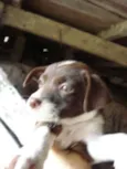 abandonados