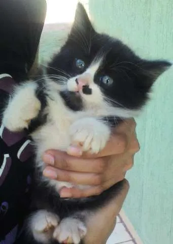 Gato ra a  idade Abaixo de 2 meses nome ADOTE