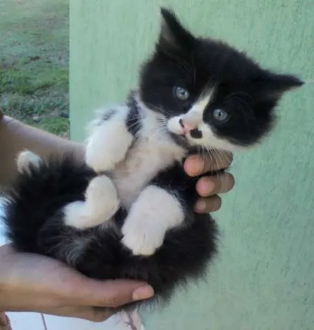 Gato ra a  idade Abaixo de 2 meses nome ADOTE