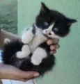 ADOTE
