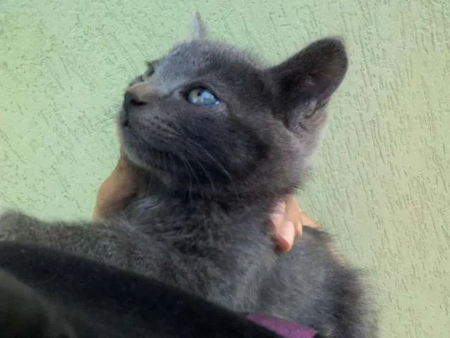 Gato ra a  idade Abaixo de 2 meses nome ADOTE