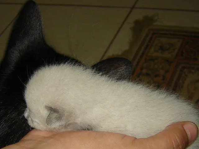 Gato ra a vira lata com persa idade Abaixo de 2 meses nome Vitoria
