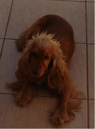 Cachorro ra a Cocker idade 5 anos nome Mel
