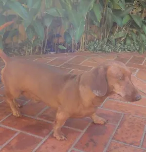 Cachorro raça Basset-cofap idade  nome ENCONTRADO