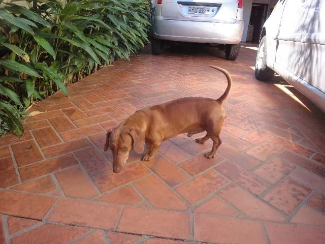 Cachorro ra a Basset-cofap idade  nome ENCONTRADO