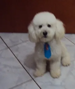 Cachorro ra a Poodle idade 3 anos nome Bahuan GRATIFICA