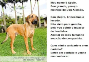 Cachorro raça SRD idade  nome Apolo