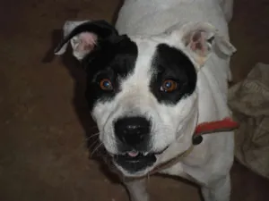 Cachorro raça Pit-Bull idade 1 ano nome Bella