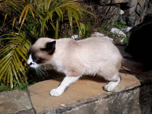 Gato ra a SRD idade 2 a 6 meses nome Não possui ainda