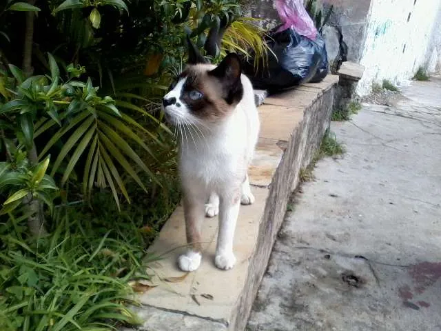 Gato ra a SRD idade 2 a 6 meses nome Não possui ainda