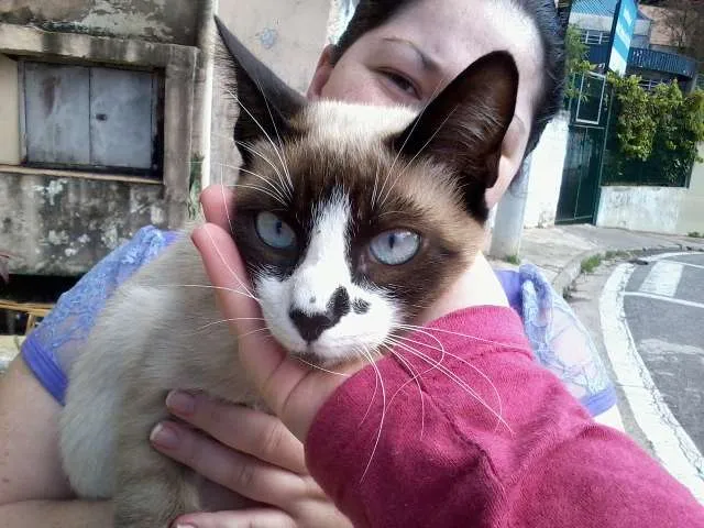 Gato ra a SRD idade 2 a 6 meses nome Não possui ainda