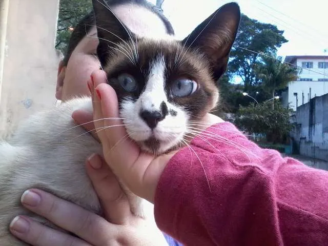 Gato ra a SRD idade 2 a 6 meses nome Não possui ainda