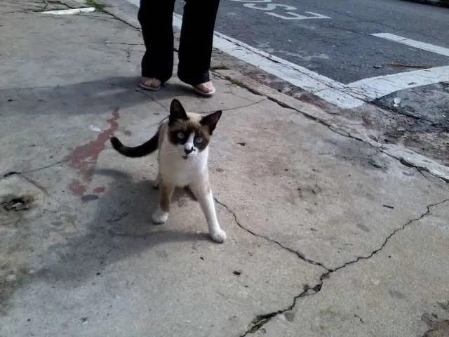 Gato ra a SRD idade 2 a 6 meses nome Não possui ainda