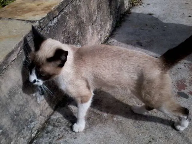 Gato ra a SRD idade 2 a 6 meses nome Não possui ainda